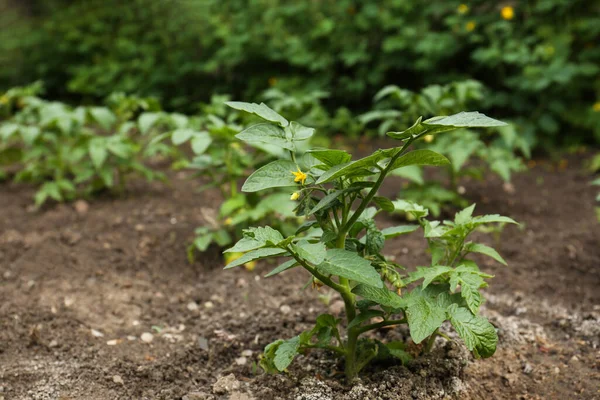 Beautiful green tomato plants growing in garden