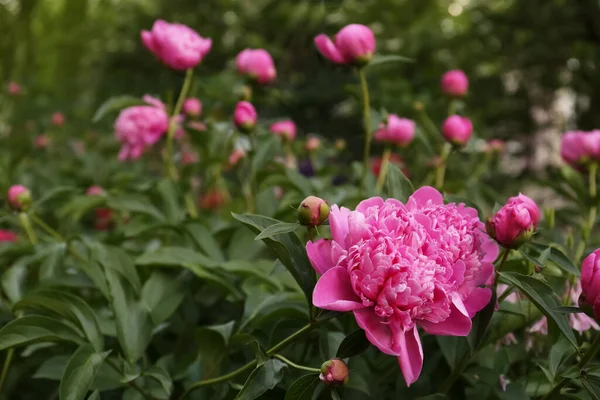 Schöne Pfingstrosen Mit Rosa Blüten Und Knospen Freien Raum Für — Stockfoto