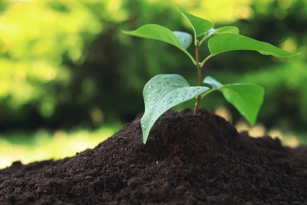 Beautiful green seedling in soil outdoors, closeup with space for text. Planting tree