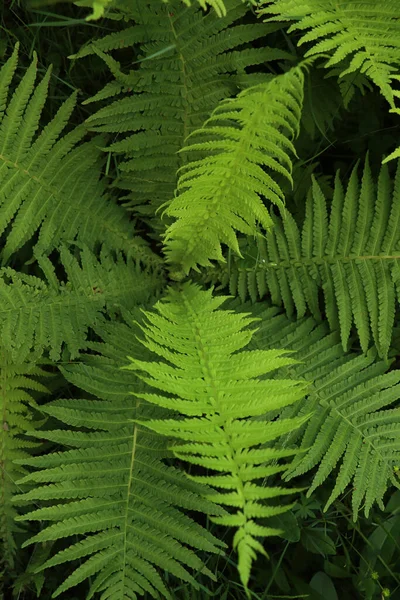 Beautiful Fern Lush Green Leaves Growing Outdoors Top View — Photo