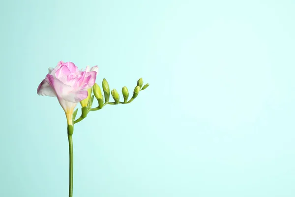 Прекрасна Квітуча Рожева Фрезія Світло Блакитному Тлі Простір Тексту — стокове фото