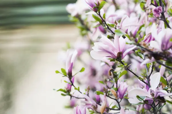 Magnolia Tree Beautiful Pink Flowers Outdoors Closeup Space Text — Stock Fotó