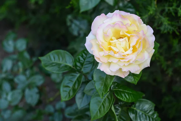Beautiful Yellow Rose Flower Blooming Outdoors Closeup Space Text — Fotografia de Stock