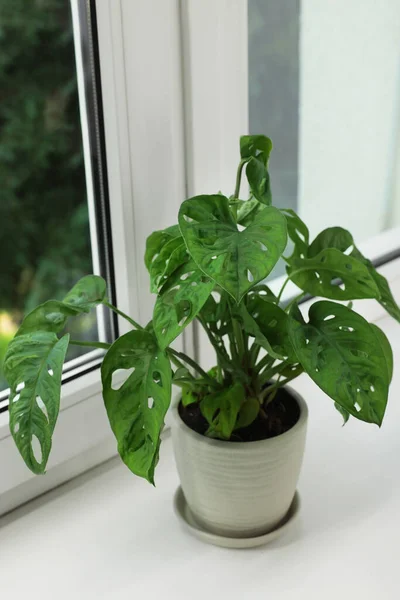 Monstera Pot Windowsill Indoors House Plant — ストック写真