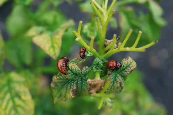 Larvae Colorado Beetles Potato Plant Outdoors Closeup — ストック写真