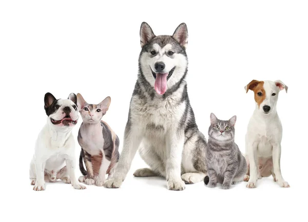 Cute Dogs Cats White Background — Stock Photo, Image