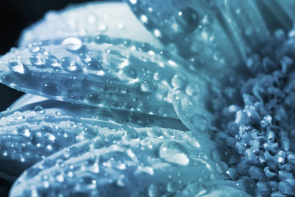 Closeup View Beautiful Blooming Flower Dew Drops Blue Tone — Zdjęcie stockowe