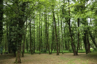Picturesque view of tranquil park with green trees