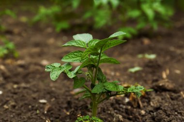 Bahçede yetişen güzel yeşil patates filizleri