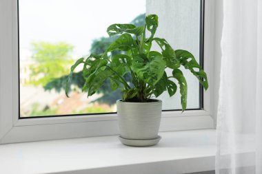 Pencere pervazında bir canavar, mesaj için de bir boşluk. Ev bitkisi