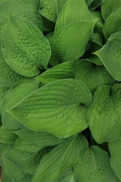 Beautiful Dieffenbachia Lush Green Leaves Background — Stockfoto