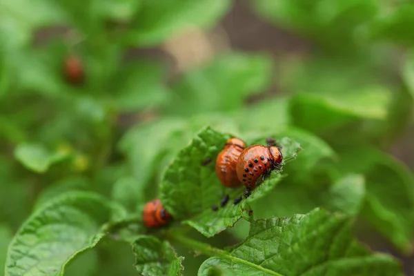 Larvae Colorado Beetles Potato Plant Outdoors Closeup Space Text — Stockfoto