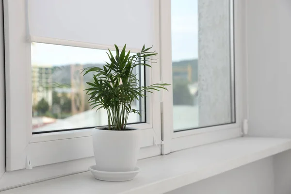 Houseplant White Sill Window Roller Blinds — Foto Stock