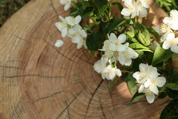 Branches Beautiful Jasmine Flowers Wooden Stump Outdoors View Space Text — Stockfoto