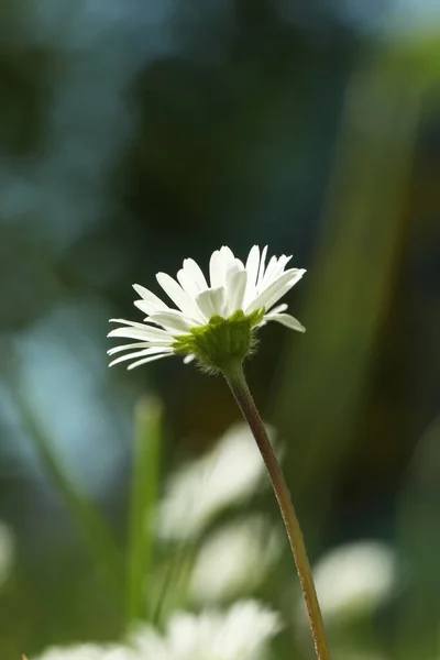 Beautiful Daisy Flower Growing Outdoors Closeup View — Stock Fotó