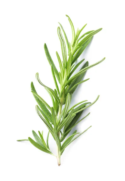 Aromatic Green Rosemary Sprig Isolated White Fresh Herb — Stockfoto