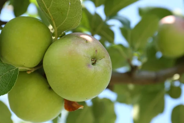 Φρέσκα Και Ώριμα Μήλα Κλαδί Δέντρου Κοντά Χώρος Για Κείμενο — Φωτογραφία Αρχείου