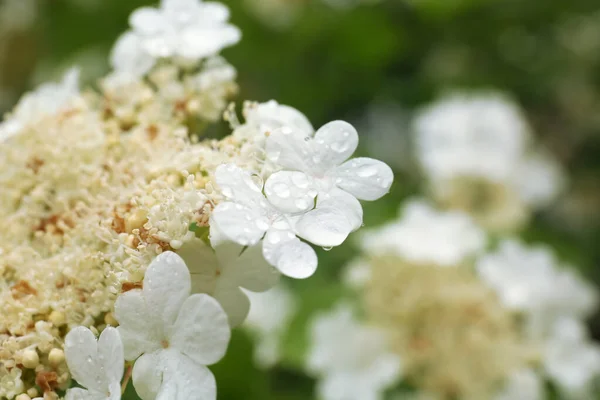 Beautiful Viburnum Flowers Dew Drops Outdoors Closeup Space Text — Foto de Stock