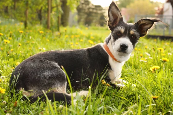 Cute Dog Leash Lying Green Grass Park — Zdjęcie stockowe