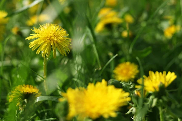 Beautiful Bright Yellow Dandelions Green Grass Sunny Day Closeup Zdjęcia Stockowe bez tantiem