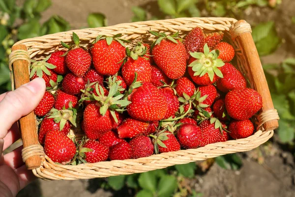 Woman Holding Basket Delicious Fresh Red Strawberries Outdoors Closeup — Zdjęcie stockowe