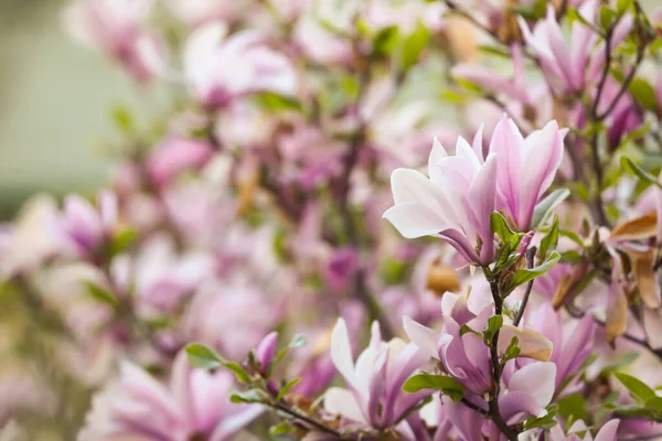 Magnolia Tree Beautiful Pink Flowers Outdoors Closeup — Photo