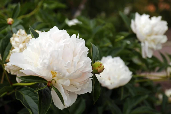 Beautiful Blooming White Peonies Growing Garden Closeup Space Text —  Fotos de Stock