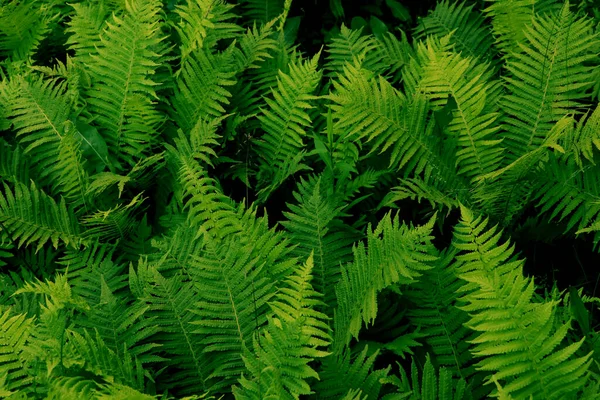 Beautiful Fern Lush Green Leaves Growing Outdoors — Stockfoto