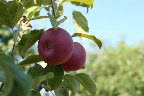 Φρέσκα Και Ώριμα Μήλα Κλαδί Δέντρου Στον Κήπο Κοντά Χώρος — Φωτογραφία Αρχείου