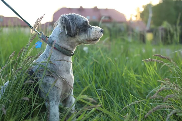 Słodki Pies Smyczy Siedzi Zielonej Trawie Zewnątrz Miejsce Tekst — Zdjęcie stockowe