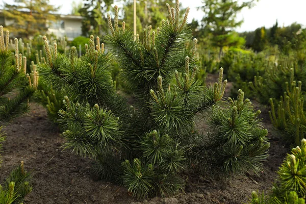 Beautiful Pine Trees Growing Garden Spring Day — Photo