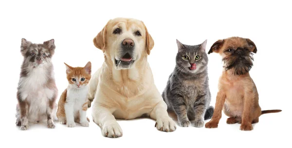 Cute Dogs Cats White Background Imagen De Stock