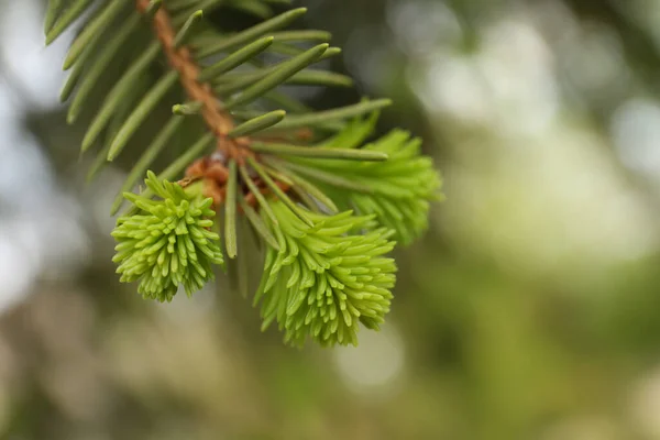 Beautiful Branch Coniferous Tree Closeup View — 스톡 사진