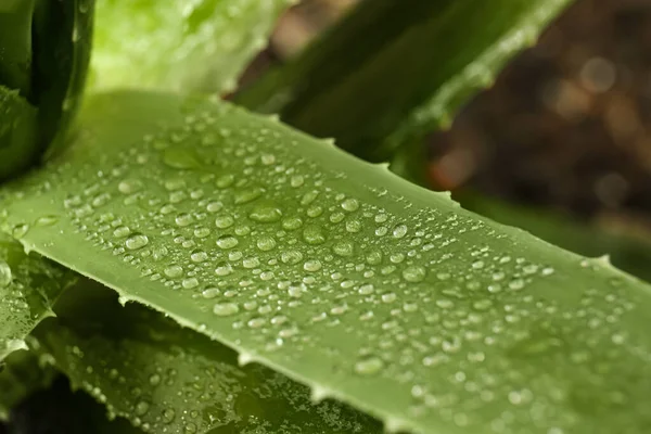 Beautiful Green Aloe Vera Plant Water Drops Blurred Background Closeup — 图库照片