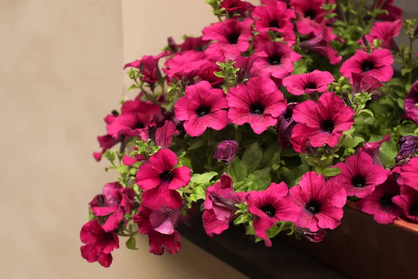 Beautiful Pink Petunia Flowers Blurred Background Closeup — Stok fotoğraf