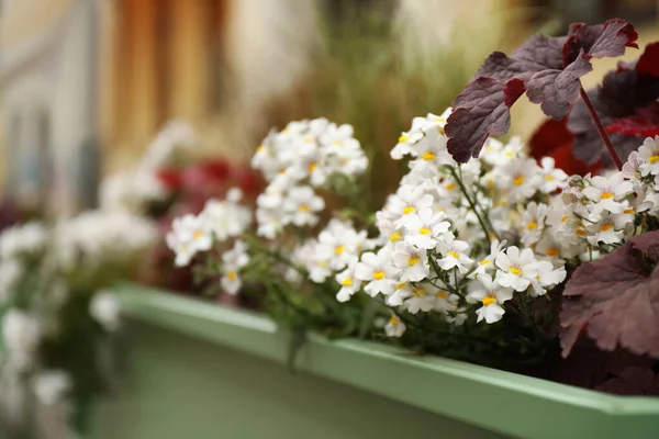 Beautiful White Flowers Blurred Background Closeup — Foto Stock