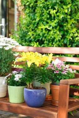 Bir sürü güzel çiçek açan bitkiler var. Ağaçtan bir bankta, açık havada.