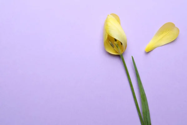 Yellow Tulip Violet Background Flat Lay Space Text Menopause Concept — Stock Photo, Image