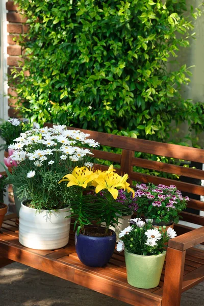 Many Different Beautiful Blooming Plants Flowerpots Wooden Bench Outdoors Stockafbeelding