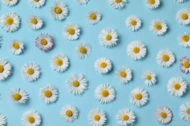 Many beautiful daisy flowers on light blue background, flat lay