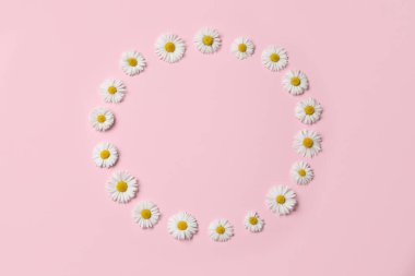 Frame of daisy flowers on pink background, flat lay. Space for text