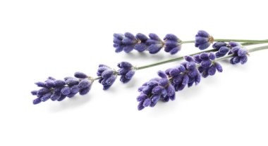 Beautiful lavender flowers isolated on white. Fresh herb
