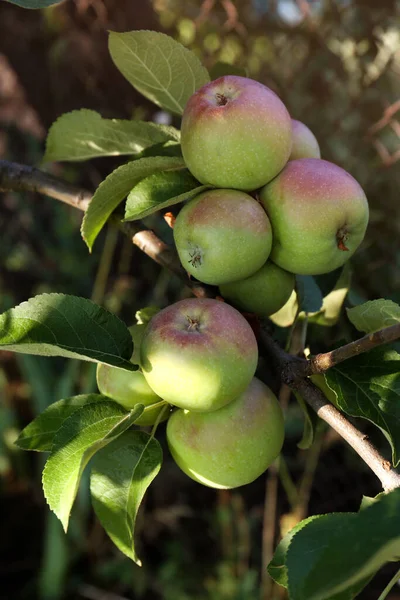 Apple Tree Fresh Ripe Fruits Sunny Day Closeup — Zdjęcie stockowe