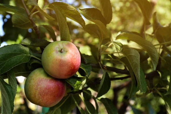 Apple Tree Fresh Ripe Fruits Sunny Day Closeup — Fotografia de Stock