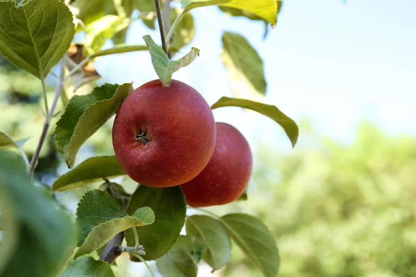 Fresh Ripe Apples Tree Branch Garden Closeup Space Text — Stockfoto
