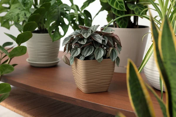 Different Beautiful House Plants Wooden Table Closeup — Photo