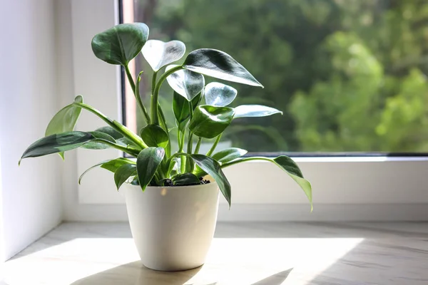 Beautiful Houseplant Green Leaves Pot White Window Sill Indoors Space — Stok fotoğraf