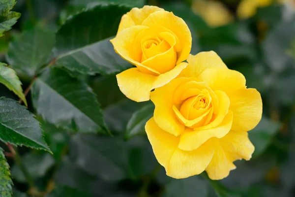 Beautiful Yellow Rose Flowers Blooming Outdoors Closeup Space Text — Fotografia de Stock