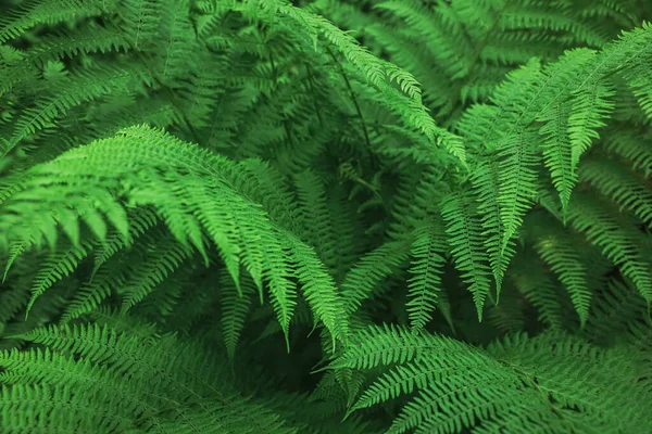 Beautiful Fern Lush Green Leaves Growing Outdoors Closeup Tropical Plant —  Fotos de Stock