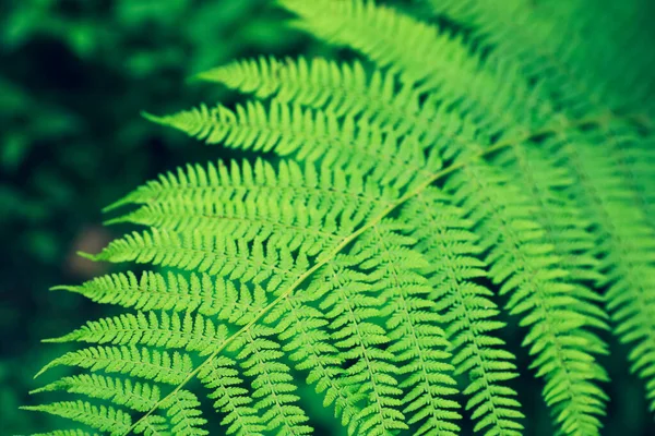 Beautiful Fern Leaves Outdoors Closeup Tropical Plant — Foto de Stock